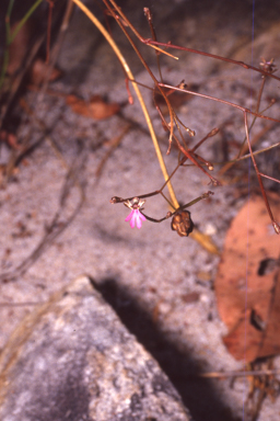 APII jpeg image of Stylidium pachyrrhizum  © contact APII