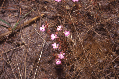 APII jpeg image of Stylidium turbinatum  © contact APII