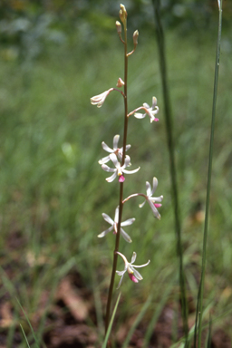 APII jpeg image of Dipodium stenocheilum  © contact APII