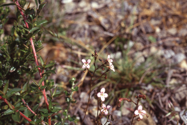 APII jpeg image of Stylidium soboliferum  © contact APII