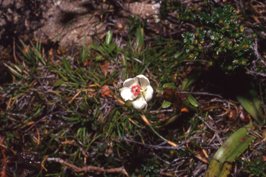 APII jpeg image of Drosera murfetii  © contact APII