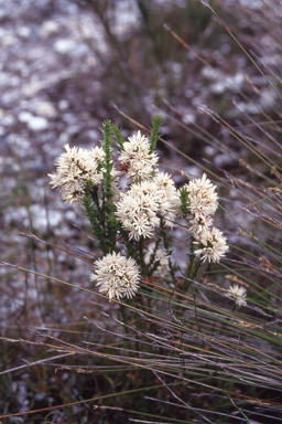 APII jpeg image of Sprengelia incarnata  © contact APII