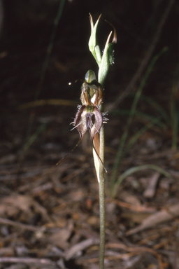 APII jpeg image of Pterostylis setifera  © contact APII