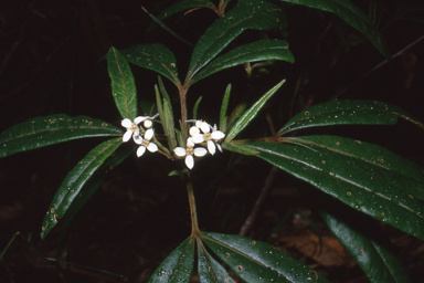 APII jpeg image of Zieria arborescens  © contact APII