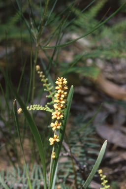 APII jpeg image of Lomandra multiflora subsp. multiflora  © contact APII