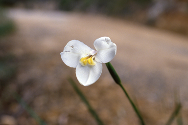 APII jpeg image of Diplarrena moraea  © contact APII