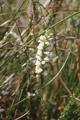 APII jpeg image of Epacris obtusifolia  © contact APII