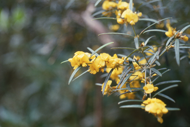 APII jpeg image of Oxylobium arborescens  © contact APII