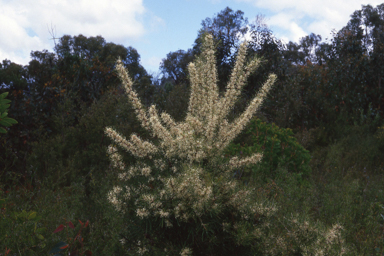 APII jpeg image of Hakea teretifolia  © contact APII