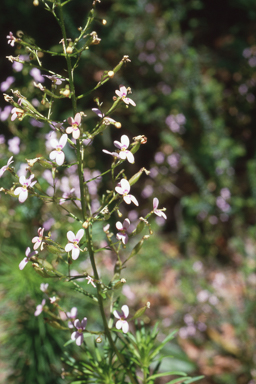 APII jpeg image of Stylidium laricifolium  © contact APII