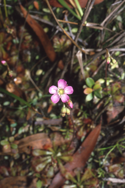 APII jpeg image of Drosera spatulata  © contact APII