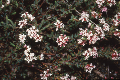 APII jpeg image of Pimelea alpina  © contact APII