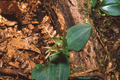 APII jpeg image of Chiloglottis cornuta  © contact APII