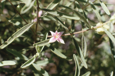 APII jpeg image of Boronia grandisepala  © contact APII