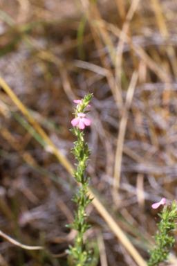 APII jpeg image of Striga curviflora  © contact APII