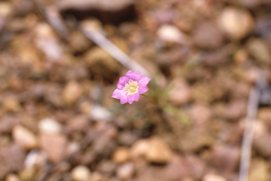 APII jpeg image of Calandrinia uniflora  © contact APII