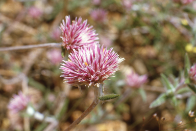 APII jpeg image of Gomphrena floribunda  © contact APII