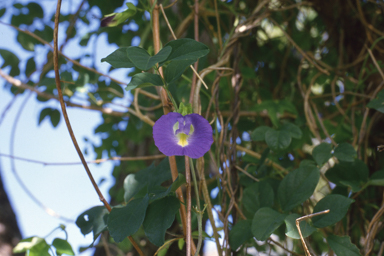 APII jpeg image of Clitoria ternatea  © contact APII