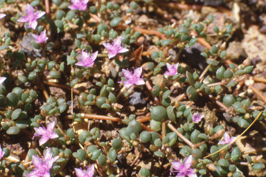 APII jpeg image of Portulaca bicolor  © contact APII