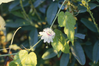 APII jpeg image of Passiflora foetida  © contact APII