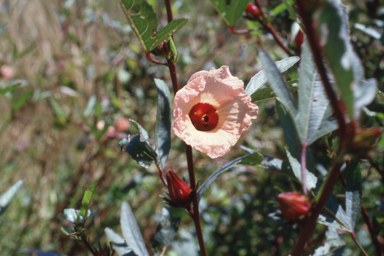 APII jpeg image of Hibiscus meraukensis  © contact APII