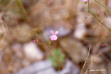 APII jpeg image of Stylidium semipartitum  © contact APII