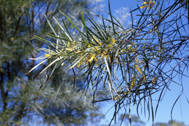 APII jpeg image of Acacia shirleyi  © contact APII