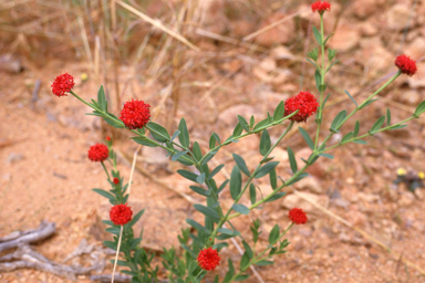 APII jpeg image of Pimelea punicea  © contact APII