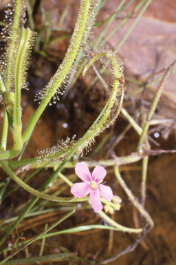 APII jpeg image of Drosera serpens  © contact APII