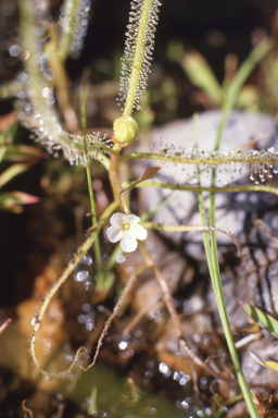 APII jpeg image of Drosera serpens  © contact APII