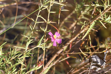 APII jpeg image of Osbeckia australiana  © contact APII