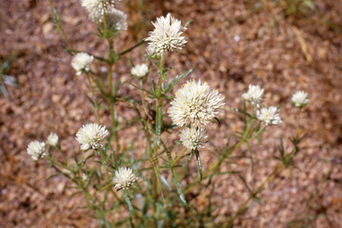 APII jpeg image of Gomphrena flaccida  © contact APII