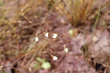 APII jpeg image of Stylidium schizanthum  © contact APII