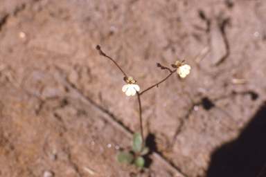 APII jpeg image of Stylidium schizanthum  © contact APII