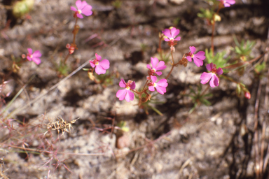 APII jpeg image of Stylidium turbinatum  © contact APII