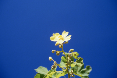 APII jpeg image of Cochlospermum fraseri,<br/>Hemiandra linearis  © contact APII