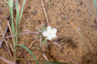 APII jpeg image of Drosera dilatatopetiolaris,<br/>Melaleuca radula  © contact APII