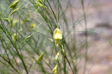 APII jpeg image of Daviesia divaricata,<br/>Templetonia hookeri  © contact APII