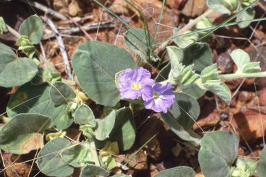 APII jpeg image of Bonamia pannosa,<br/>Patersonia occidentalis  © contact APII