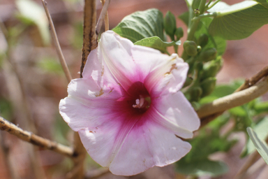 APII jpeg image of Ipomoea costata,<br/>Grevillea petrophiloides subsp. petrophiloides  © contact APII