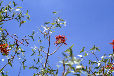 APII jpeg image of Erythrina vespertilio,<br/>Melaleuca megacephala  © contact APII