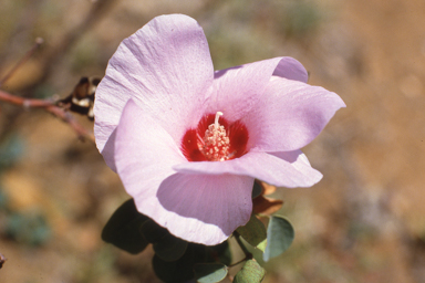 APII jpeg image of Gossypium sturtianum,<br/>Verticordia grandiflora  © contact APII