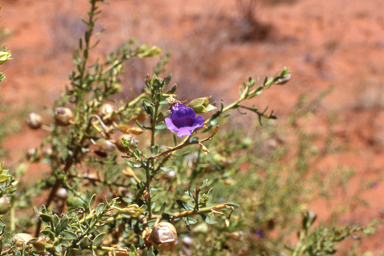 APII jpeg image of Eremophila macdonnellii,<br/>Darwinia virescens  © contact APII