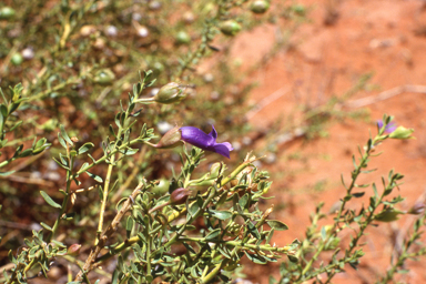 APII jpeg image of Eremophila macdonnellii,<br/>Petrophile ericifolia  © contact APII