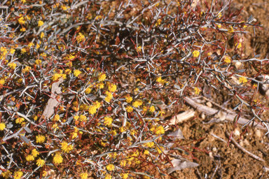 APII jpeg image of Acacia erinacea,<br/>Verticordia grandis  © contact APII