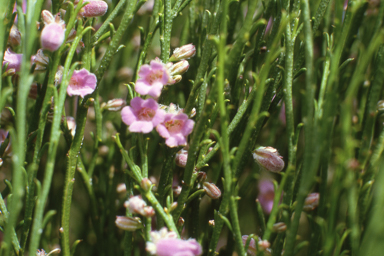 APII jpeg image of Eremophila dempsteri,<br/>Conospermum incurvum  © contact APII