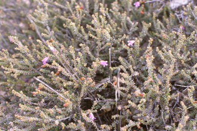 APII jpeg image of Eremophila oblonga,<br/>Stylidium crossocephalum  © contact APII