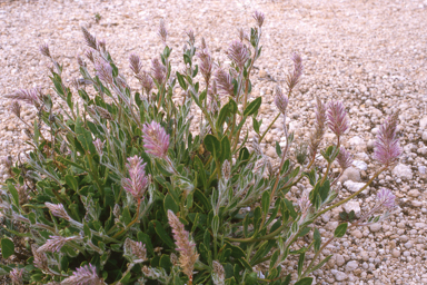 APII jpeg image of Ptilotus nobilis subsp. nobilis,<br/>Stylidium crossocephalum  © contact APII