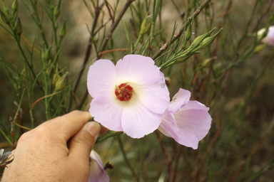 APII jpeg image of Alyogyne hakeifolia,<br/>Stylidium bulbiferum  © contact APII