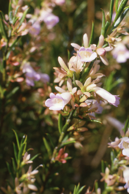 APII jpeg image of Eremophila oppositifolia,<br/>Petrophile axillaris  © contact APII